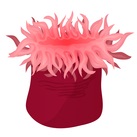Anenome