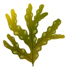 Seaweed