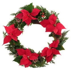 Poinsettia wreath i